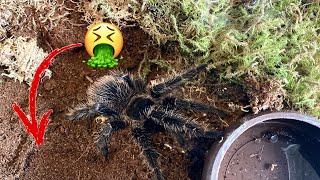 Lasiodora Parahybana  Tarantula / Substrate Change