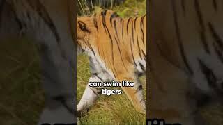 Check This Out: 30 Seconds on Ligers #aistory #learnwithai #cool #ytshorts #liger