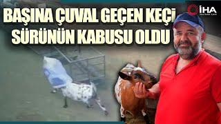 Başına Çuval Geçen Cüce Keçi Diğer Keçilerin Kabusu Oldu