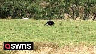 Teenage campers film huge 'PANTHER' feeding on 'dead sheep' in Peak District | SWNS