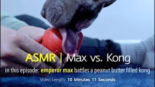 Max vs. Kong Toy (filled with Organic Peanut Butter) | ASMR DOG LICKING | No Talking