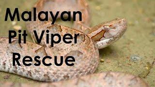 Deadly Snake House Call - Malayan Pit Viper in the Restroom!