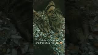 I adore you Kittupie ️ #shorts #youtubeshorts #viralvideo #cat