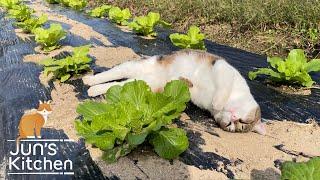 Organic vegetable garden in Japan