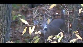 2011 Longbow Whitetail Deer Hunt - my biggest traditional recurve huge buck kill rattling horns