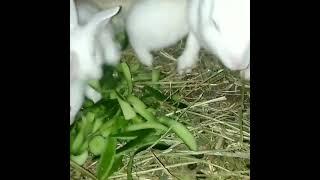 Куён Ош | Кролики | Euro kroll rabbit