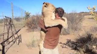 Friendly lion