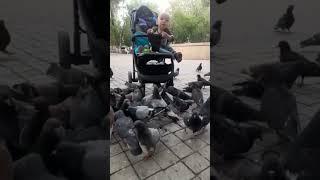 baby Rasul with pigeons#shorts#family#baby#funny#like#trend#love#play#pigeon#pigeons#eat #subscribe