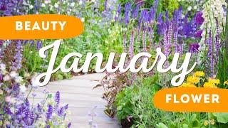 Best Flower to Plant in January    // Spring Flowers Planting Ideas 