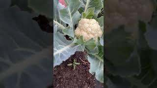 My Beautiful Home Garden |Cauliflower plants |#viralvideo #garden #nature#plants#food #flowers#rose