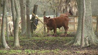 Animal sanctuary faces fine