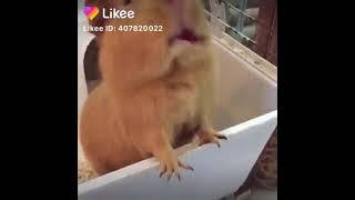 Name this pet and link me up for an award 