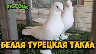 БЕЛАЯ ТУРЕЦКАЯ ТАКЛА / ГОЛУБИ / Pigeons / Taube / doves / dove