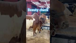 khuubsooorti check kro || maweshi mandi #cow #yt #cowfarm