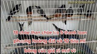 06/03:18 chòe than chòe lửa 5 phượng hoàng đất thanh loan và 10 tiểu mi bông cúc mới về:0389860987