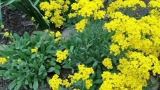 Basket of Gold Alyssum