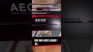 Behind Every Great Maker… Is a Great Shop Dog 
