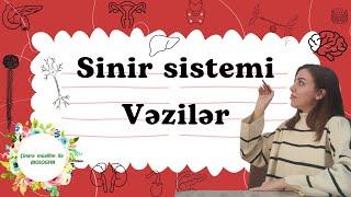 Insan (Sinir sistemi. Veziler)