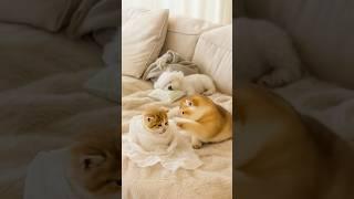 Wrapped in Tissue, Watched by a Fluffy Puppy—Cutest Kitten Ever!