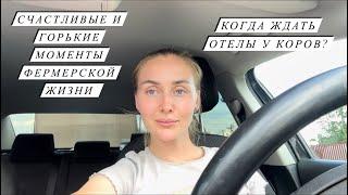 Наши деревенские будни! Уже 23 головы КРС в нашем хозяйстве! Отвезли Фиону к ветеринару!