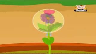 Learn About Plants - Different Parts