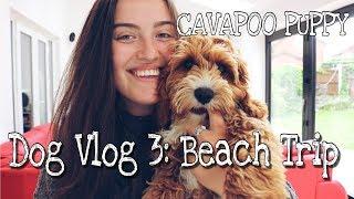 CAVAPOO PUPPY | DOG VLOG 3 - BAILEY'S FIRST HOLIDAY