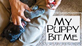 How To Stop Puppy Biting - How To Trim Your Puppy Nails