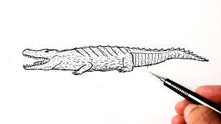 how to draw a crocodile