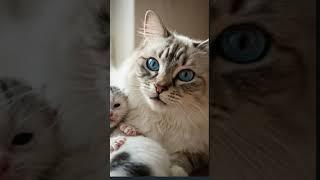 Cute Cats with Kittens