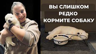 Сколько раз в день кормить собаку и щенка? 90% делают опасную ошибку!