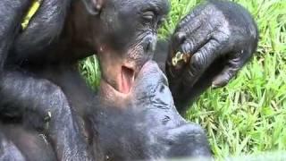 Bonobos kissing!