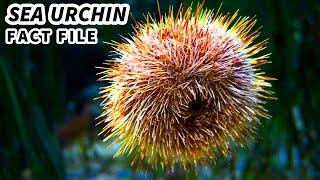 Sea Urchin Facts: a Marine VACUUM Cleaner | Animal Fact Files