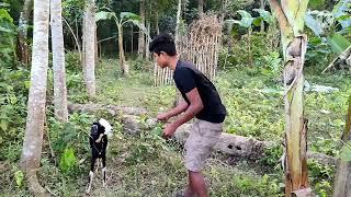 Ohh ! Amazing man meeting his goat !! man VS goat meeting video