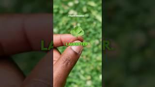 3 Powerful Affirmations  #Affirmations #FourLeafClover #LuckyCharmDon #LawOfAttraction #Manifest