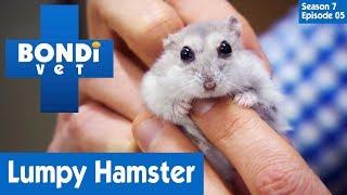  Cute Hamster Has A Problem | FULL EPISODE | S7E5 | Bondi Vet