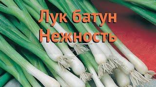 Лук батун Нежность (nezhnost)  батун лук Нежность обзор: как сажать, семена лука Нежность