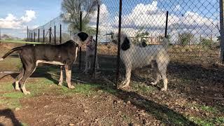 Bully kutta vs Alabai