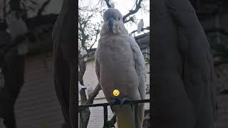 weekend vibes #foryou #bird #likeandsubscribe #cockatoo #viralvideo #cockatoobird