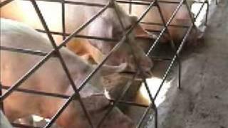 Animal Welfare Aspects of Good Agricultural Practice pig farming Part 1 of 3