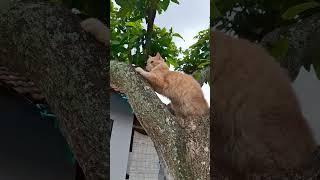 process of growing and becoming strong #cat #cute #kitten #pets #cutecat #funny #meow #kucing