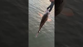 Catching fish #fishing #fishingtips #fishinglife #fish #boating #redfish #boatlife #outdoors #boats