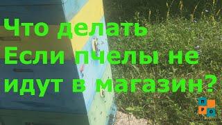 Что делать если пчелы не идут в магазин? Чем расширять корпус или магазин? Почтовые вес и привес