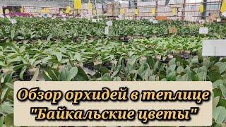 Обзор орхидей в теплице "Байкальские цветы", г. Пушкино, МО#обзор#orchid#original#plants#цветы