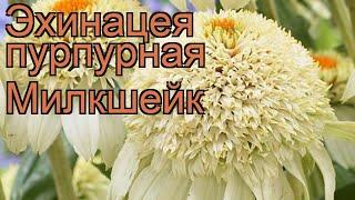 Эхинацея пурпурная Милкшейк (echinacea purpurea)  обзор: как сажать, рассада эхинацеи Милкшейк