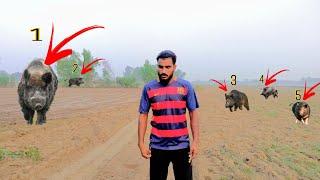 How to hunt pigs in village Punjab | Desi Urdu vlogs | anas raj vlogs