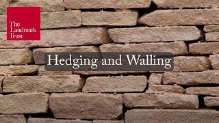 Hedging and Walling at Llwyn Celyn