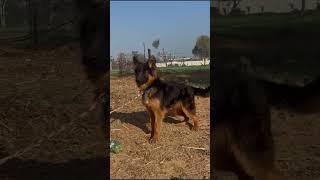 Top show extraordinary quality German shepherd male puppy #shorts #short #viralvideo