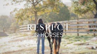 Can You Train Horses To Be Respectful?