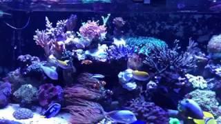Reef Aquarium LED light - Orphek Atlantik v4