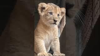 Baby Lion Cute Roaring and Walking!